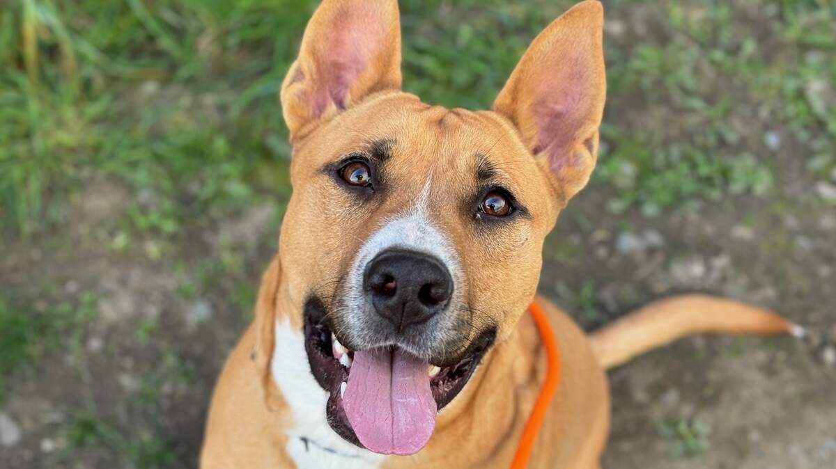 Bronx is a 1-year-old male Pit bull terrier that has been at the shelter since April 2024.