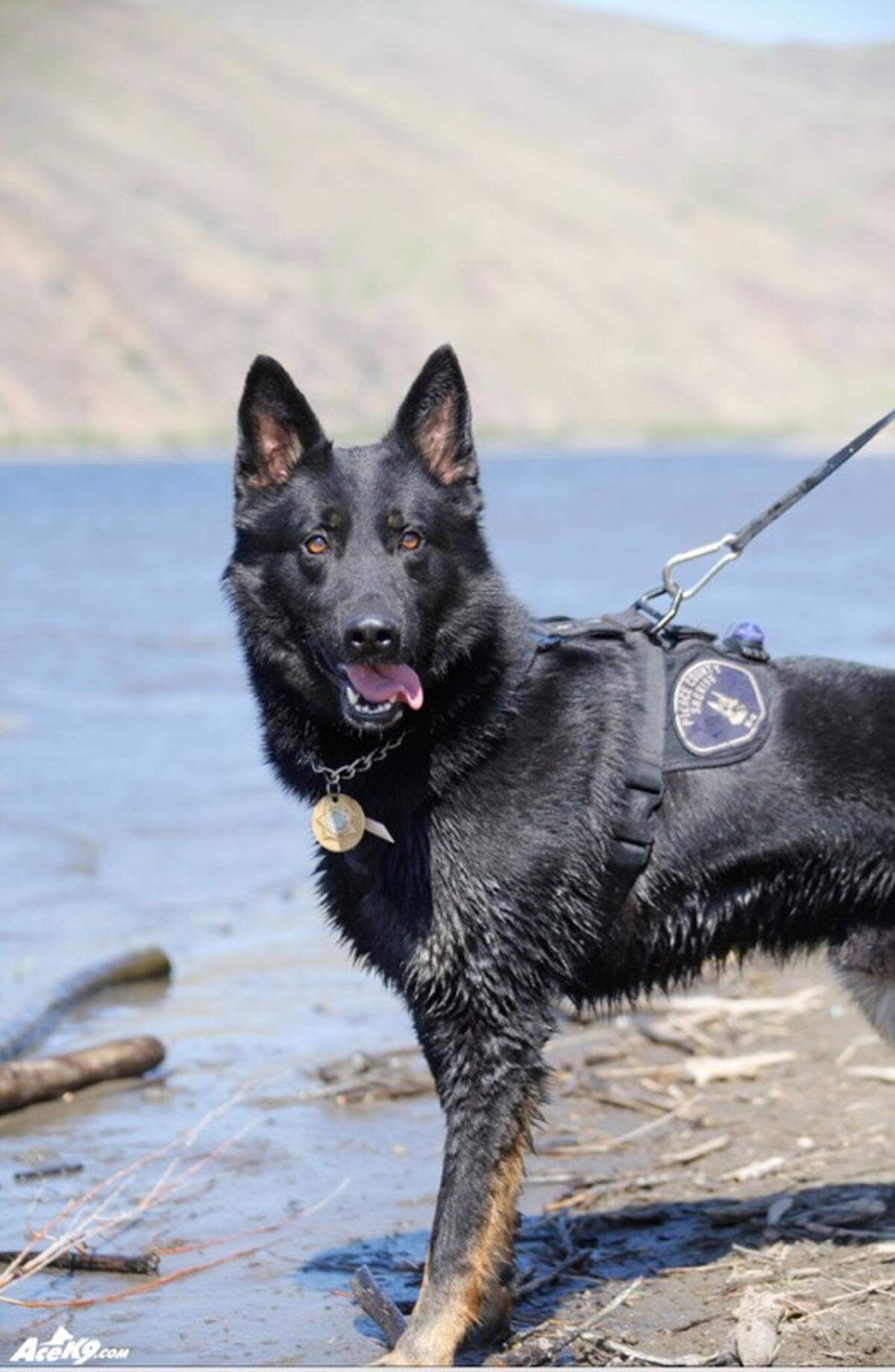 K-9 Zepp has been an integral part of over 200 tracks and captures for the Pierce County Sheriff’s Department.