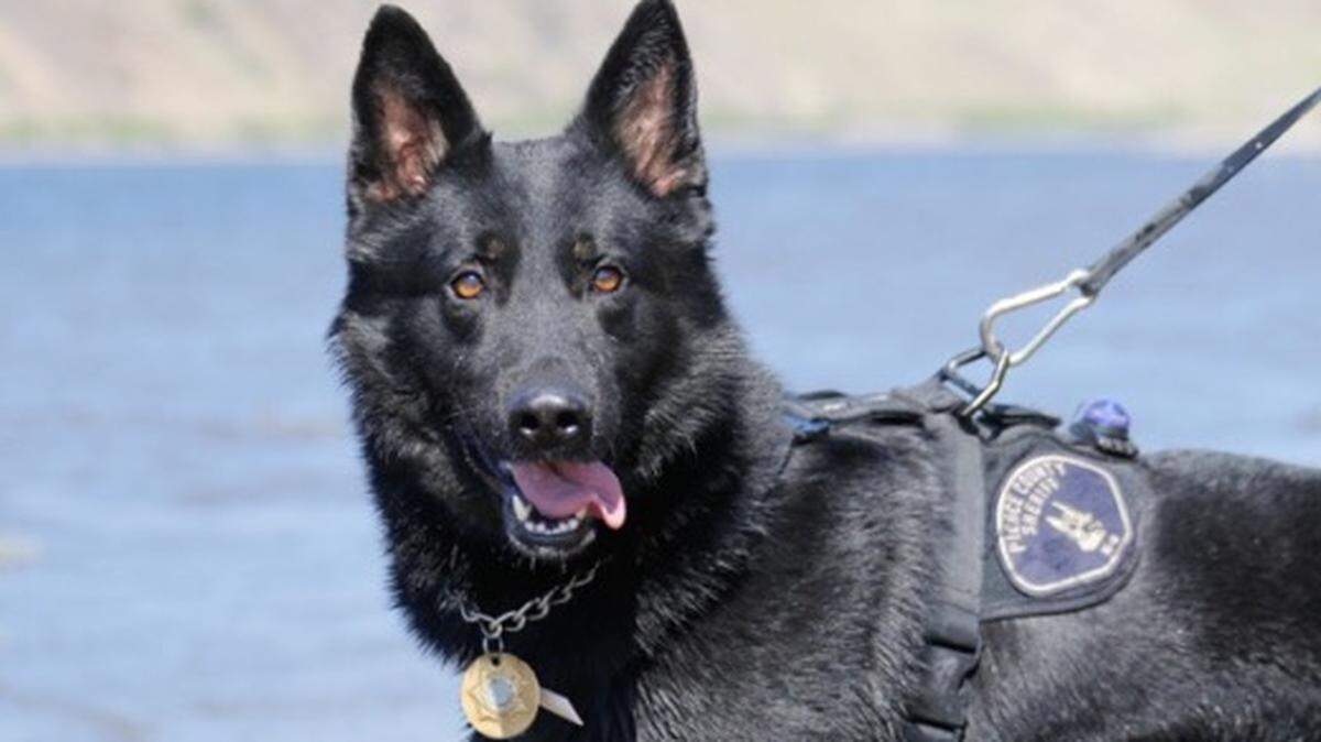 K9 Zepp, shown here in 2020, was at the center of an excessive-force lawsuit.