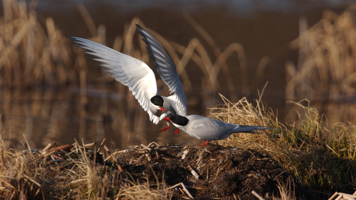 Spotting a new bird in Russia pales in comparison to seeing your lost sister again