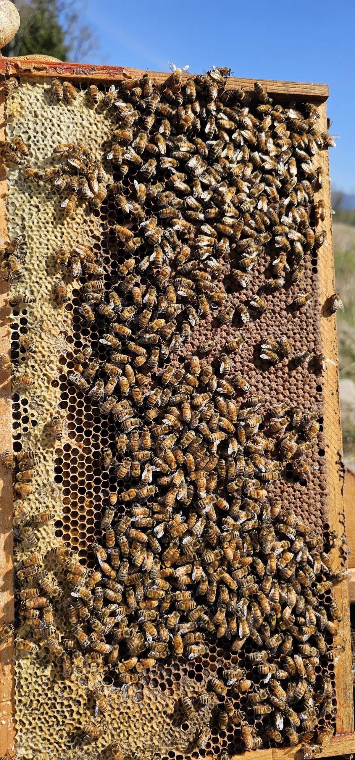 This photo shows honey bees that were found this year in a historic home in downtown Puyallup.