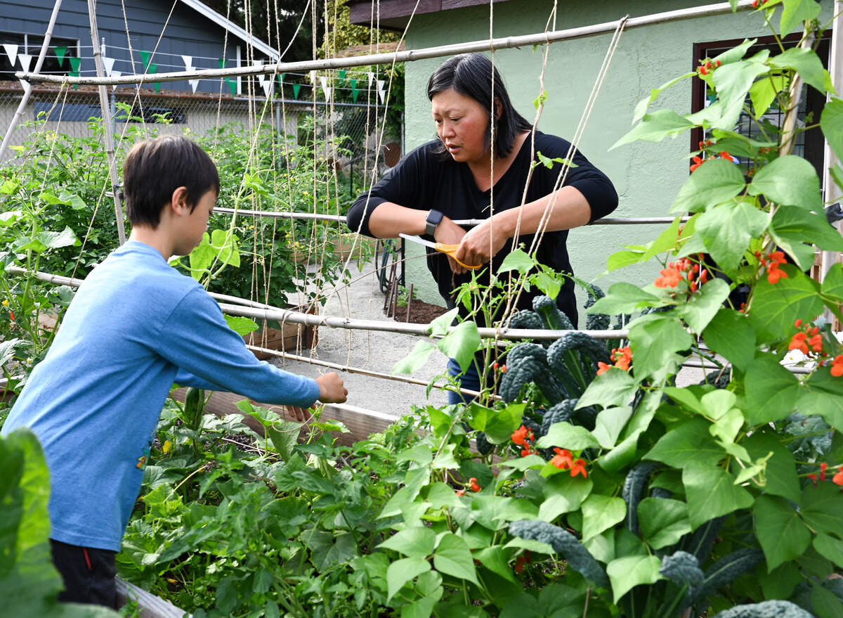 Steilacoom resident Joanna Clark, center, explains to her son Arlo Clark-Gamble, 11, how to tie the twine around their cucumber plant’s stem to encourage it grow up the trellis at the Steilacoom Historical Community Garden on Wednesday, Aug. 14, 2024.
