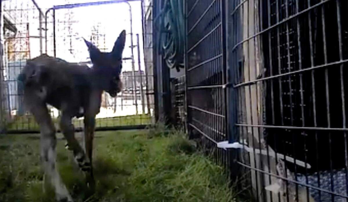 A seriously deformed coyote is seen in a backyard enclosure in Tacoma, Washington. The coyote was able to escape after two days.