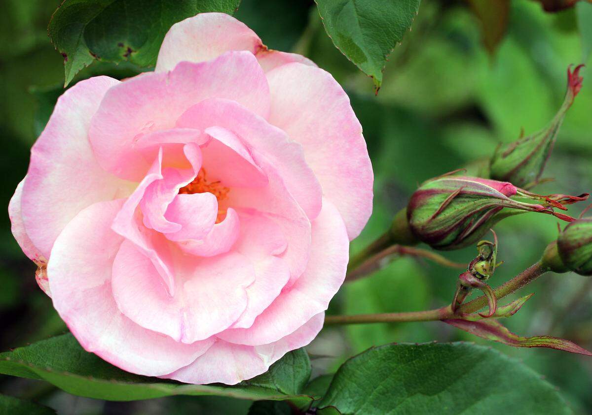 Visit the Point Defiance Park rose garden in Tacoma any time in the summer to see not just hybrid tea roses but climbing and shrub roses as well.