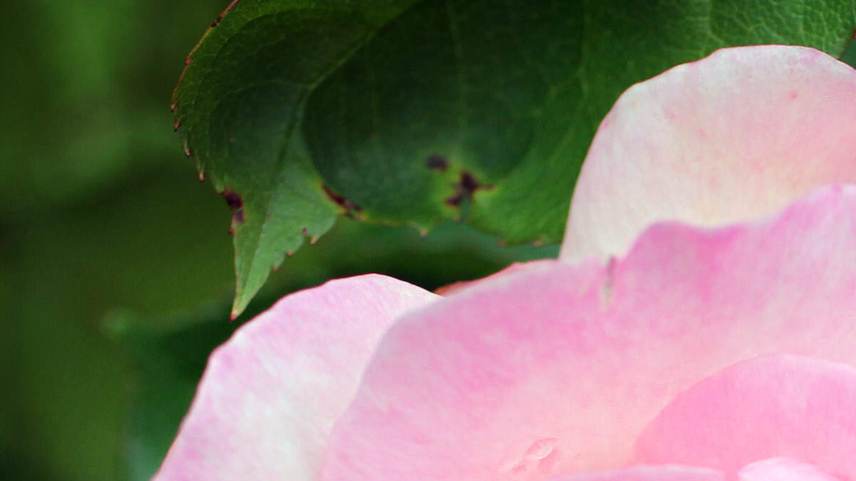With Western Washington’s mild winters most roses do fine if you pick or prune them in the fall, winter or spring.