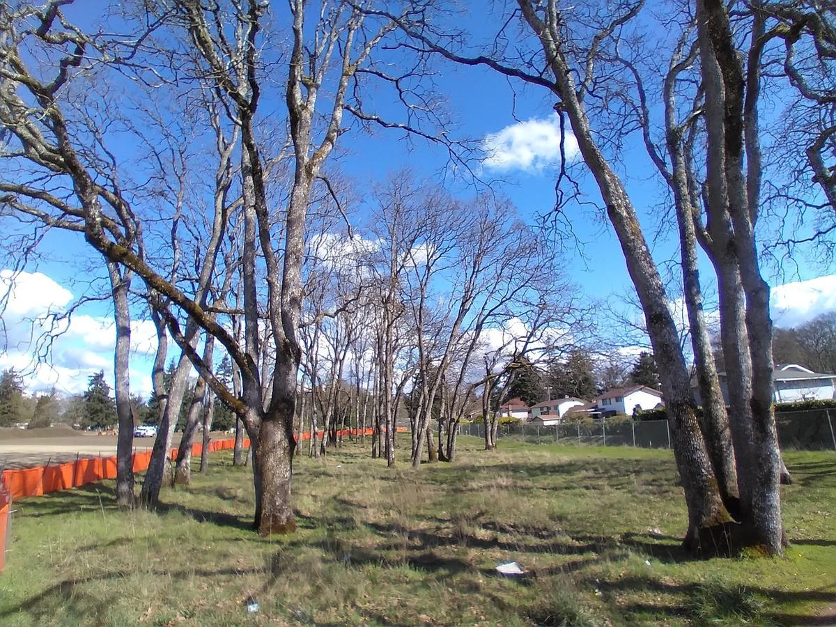 A cluster of Garry oak trees stand on one edge of the property at 3230 85th St. S. in Lakewood. The trees were originally planned to be cut down, but the owner redesigned development plans to save them.