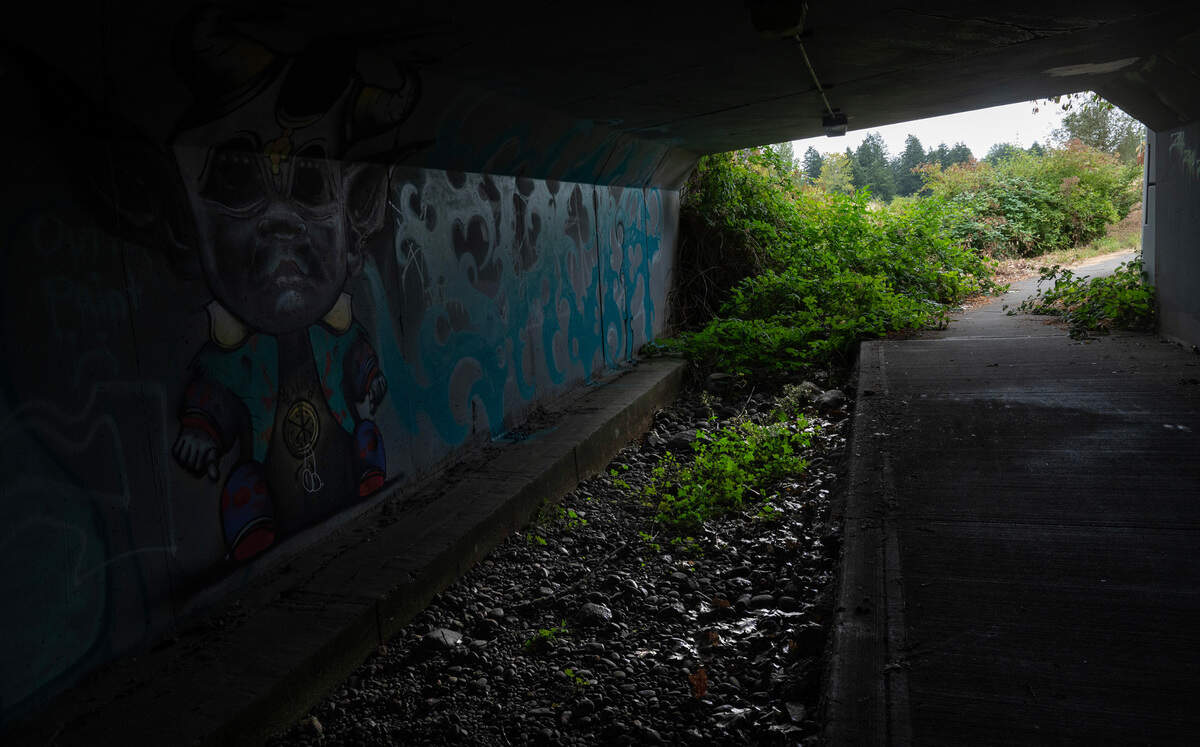Upper Sequalitchew Creek in DuPont, Washington, is often dry during the summer, and is fed downstream by spring water., and the surrounding flora and fauna. The dry creek bed is shown on Thursday, Aug. 15, 2024.