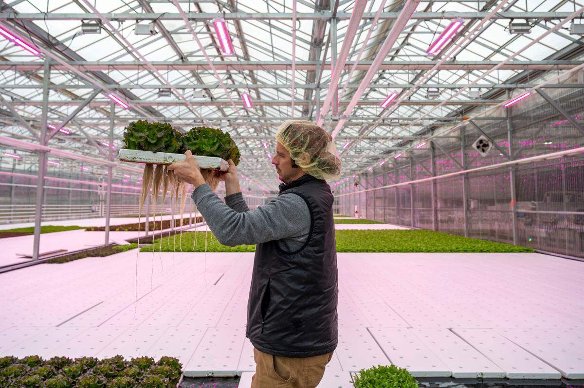 The pink hue of LED lights glows above as Benjamin DeGoede Jr., the greenhouse operations manager at DeGoede Farms, lifts up a batch of butter red lettuce on Thursday, March, 17, 2022, in Sumner Wash.