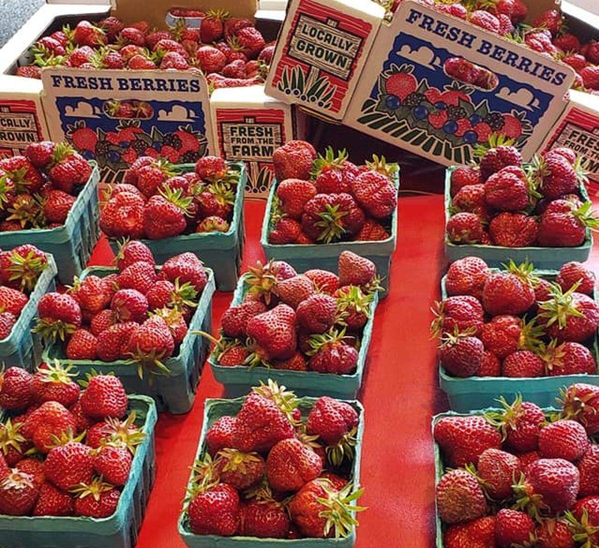 Last year, Olympia’s Johnson Berry Farms sold out of its strawberry harvest, pictured here, by the end of June. In 2022, owner Jim Johnson said the first berries of the season won’t even be ready until mid-month.