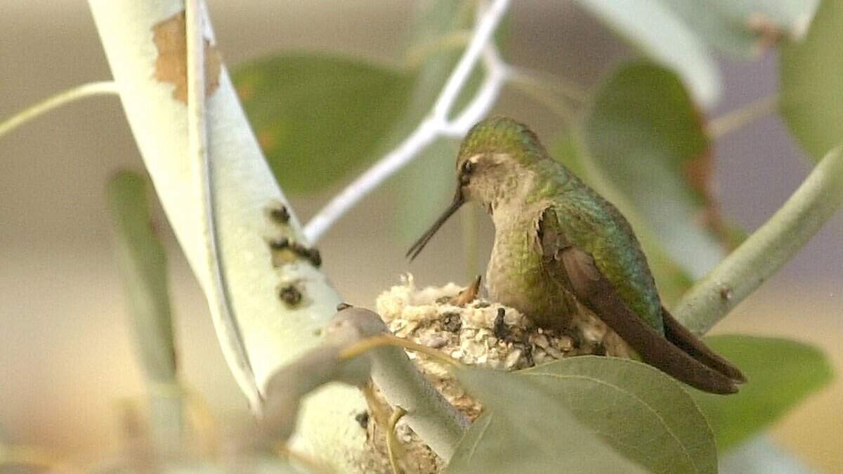 A change in the Anna’s hummingbirds’ territorial wandering slowly moved a resident population northward from California.
