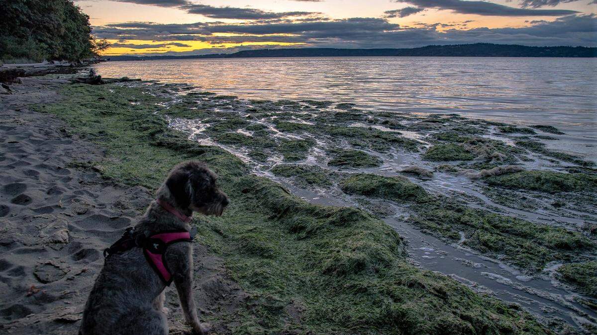 You can visit Washington State Parks for free Jan. 1, including Dash Point State Park pictured here.