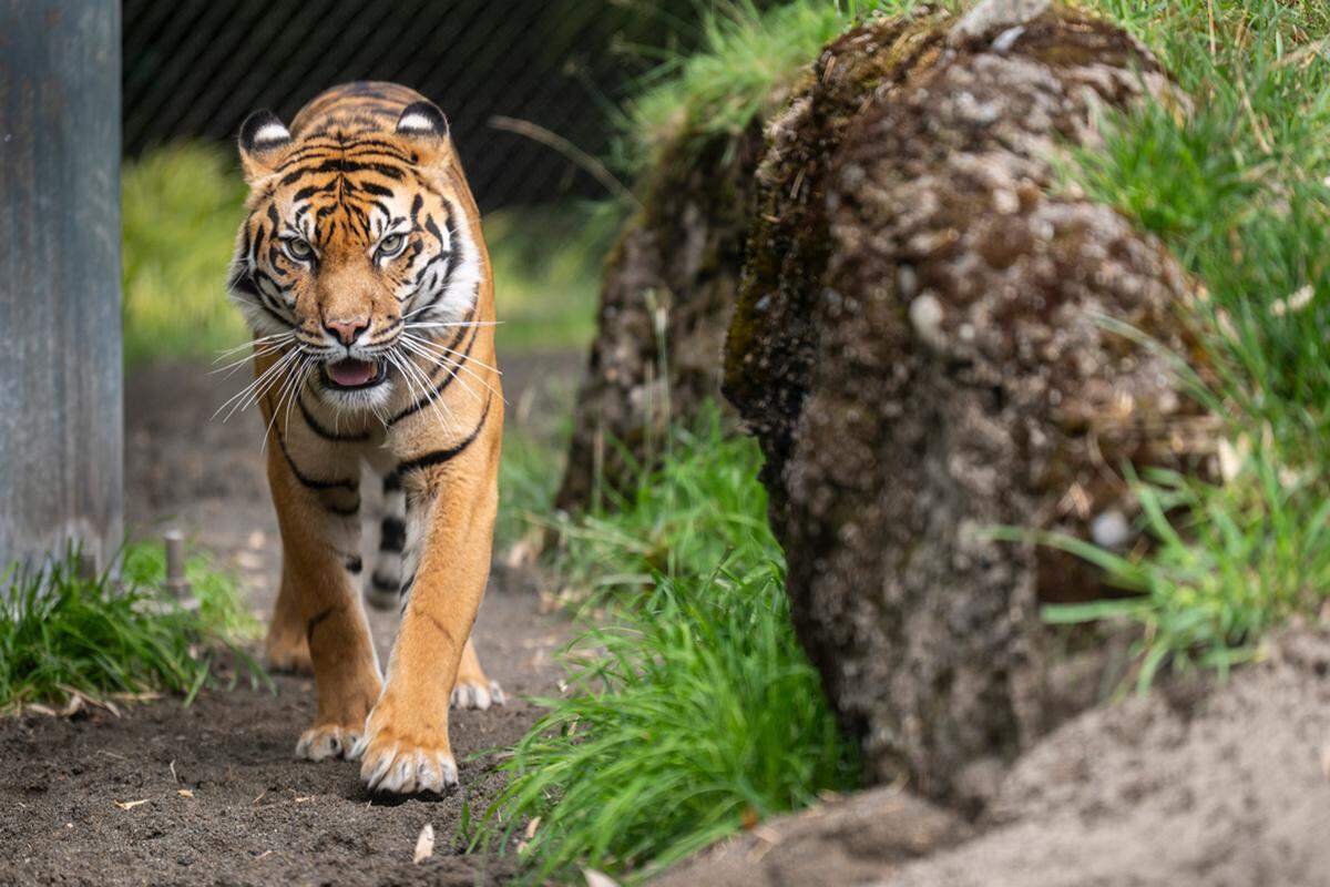 Mawar, the new Sumatran tiger at Point Defiance Zoo, is set to make her debut on Sept. 6. She flew here on a FedEx plane all the way from Australia.
