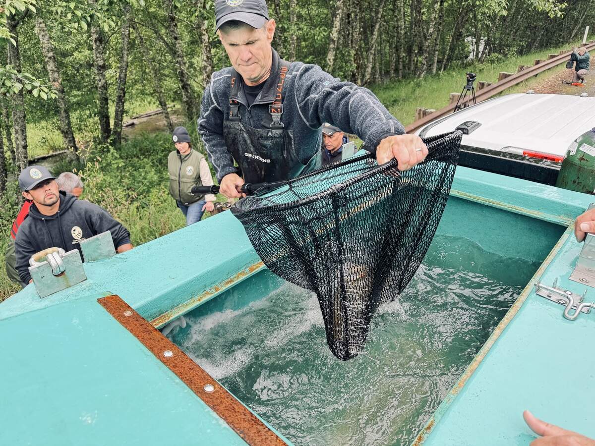 Using a system called “trap and haul,” the WDFW transports fish from below the SRS to above it, essentially creating a “fish Uber” between watersheds.