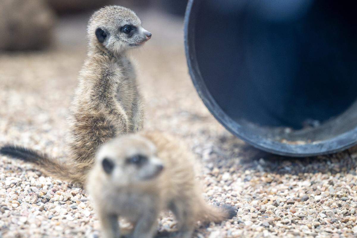Meerkat kits, born at the Point Defiance Zoo & Aquarium in March, play in the meerkat habitat, pausing to stand on their hind legs to look around, on Monday, April 28, 2025, in Tacoma, Wash. Another four kits were born in April, adding eight baby meerkats to the zoo’s total.