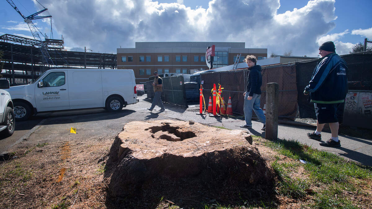 Walkers pass the remaining stump of a 100-year-old Catalpa tree behind the Frisko Freeze restaurant on Division Avenue in Tacoma, Washington, on Tuesday, March 26, 2024. Dry rot throughout the center, a large overhanging limb, as well as root intrusion into a natural gas line prompted the removal for safety reasons.