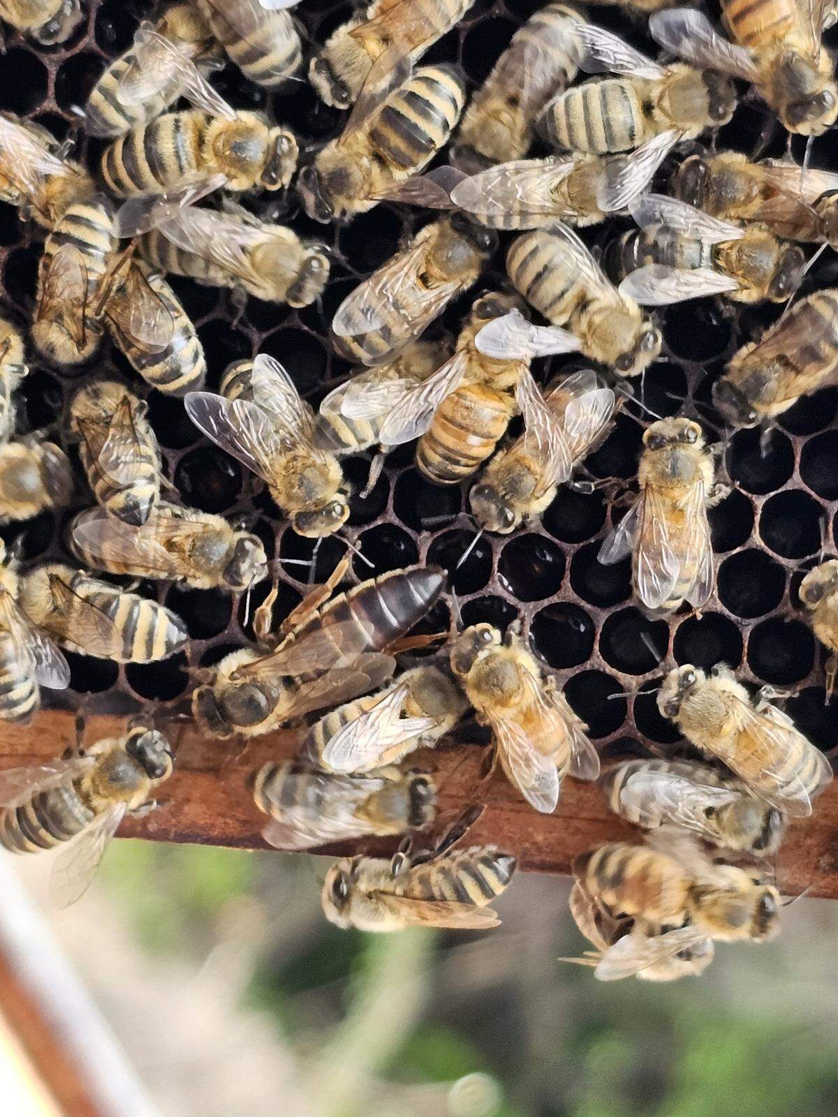 This photo shows a close-up of the Puyallup colony’s queen bee in the lower middle of the frame. Unlike the other bees, she has a distinctive tail.