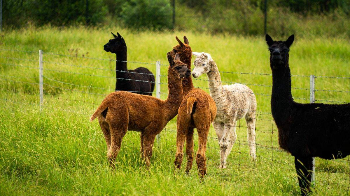 The owner of a small alpaca farm in a rural Washington community woke up one morning to find most of her alpaca herd, not the ones pictured here, had been shot dead in the middle of the night in what she believes is a targeted attack against her.