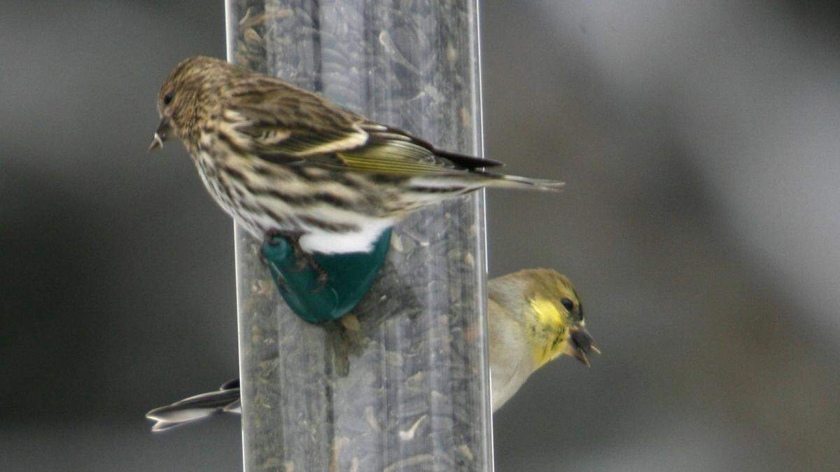 When birds like to eat the same things as others their size, they will associate with unrelated species, like the pine siskin, top, and the American goldfinch are doing.