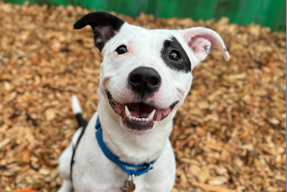 Jasmine is a 2-year-old female Pit bull terrier that has been at the shelter since February 2024.