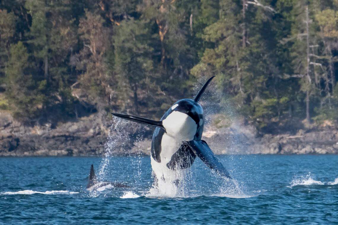 A male Bigg’s killer whale majestically breaches the surface of the Salish Sea while other members of his pod continue swimming.