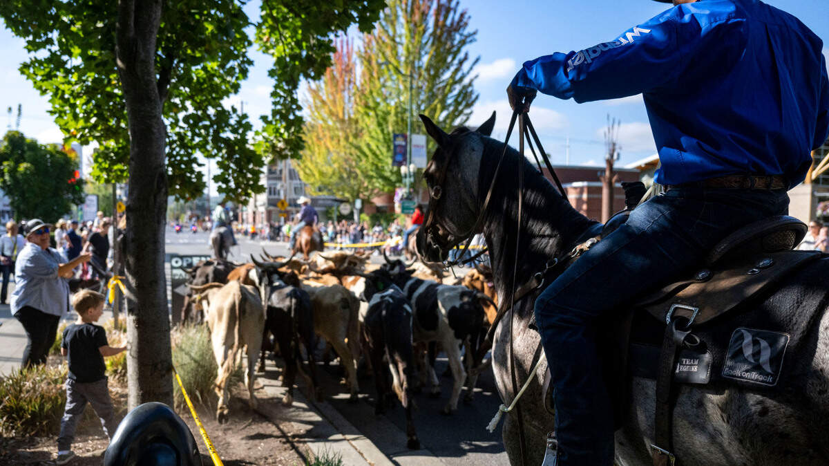 A cowboy keeps the herd moving after it stopped for some grass outside City Hall along Meridian Street in downtown Puyallup on Friday, Sept. 8, 2023, during the annual Western Rodeo Parade and Cattle Drive.
