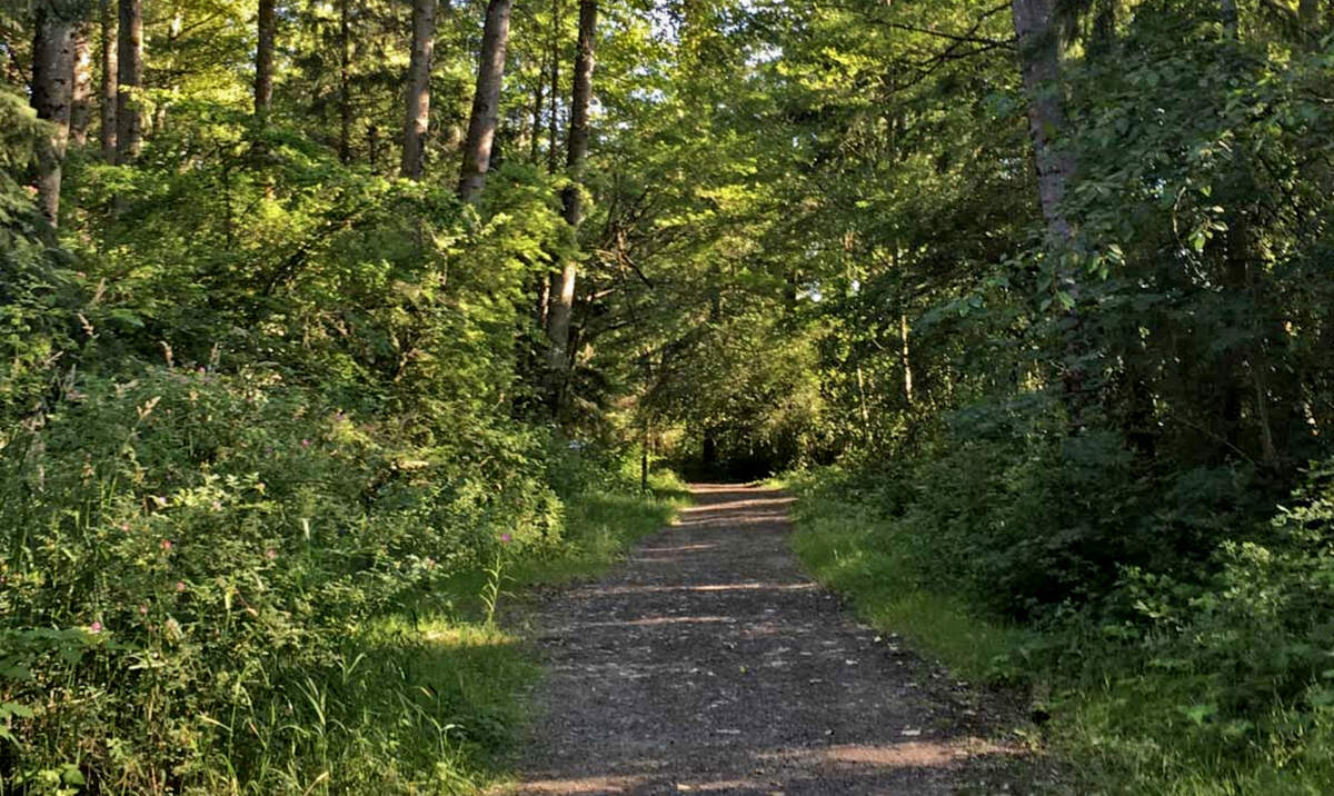 A road leads into the former Preserve housing development site next to Charlotte’s Blueberry Park in Tacoma. Green Harbor Communities in May sold the site to Soundbuilt Homes for $3.6 million.