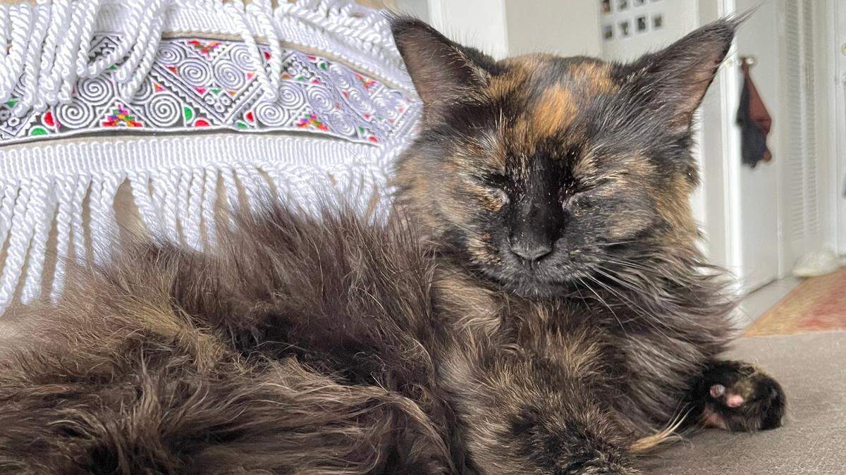 Luna is 4 years old and belongs to The News Tribune’s very own Becca Most.