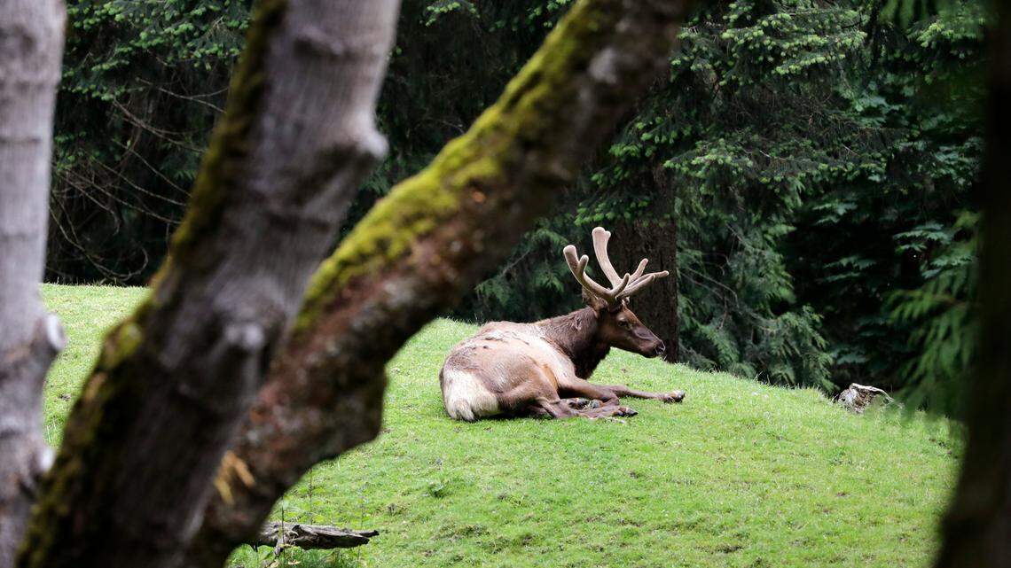 An elk lies in a wooded exhibit at the Woodland Park Zoo. Two men in Oregon were fined after being accused of poaching an elk and a deer.
