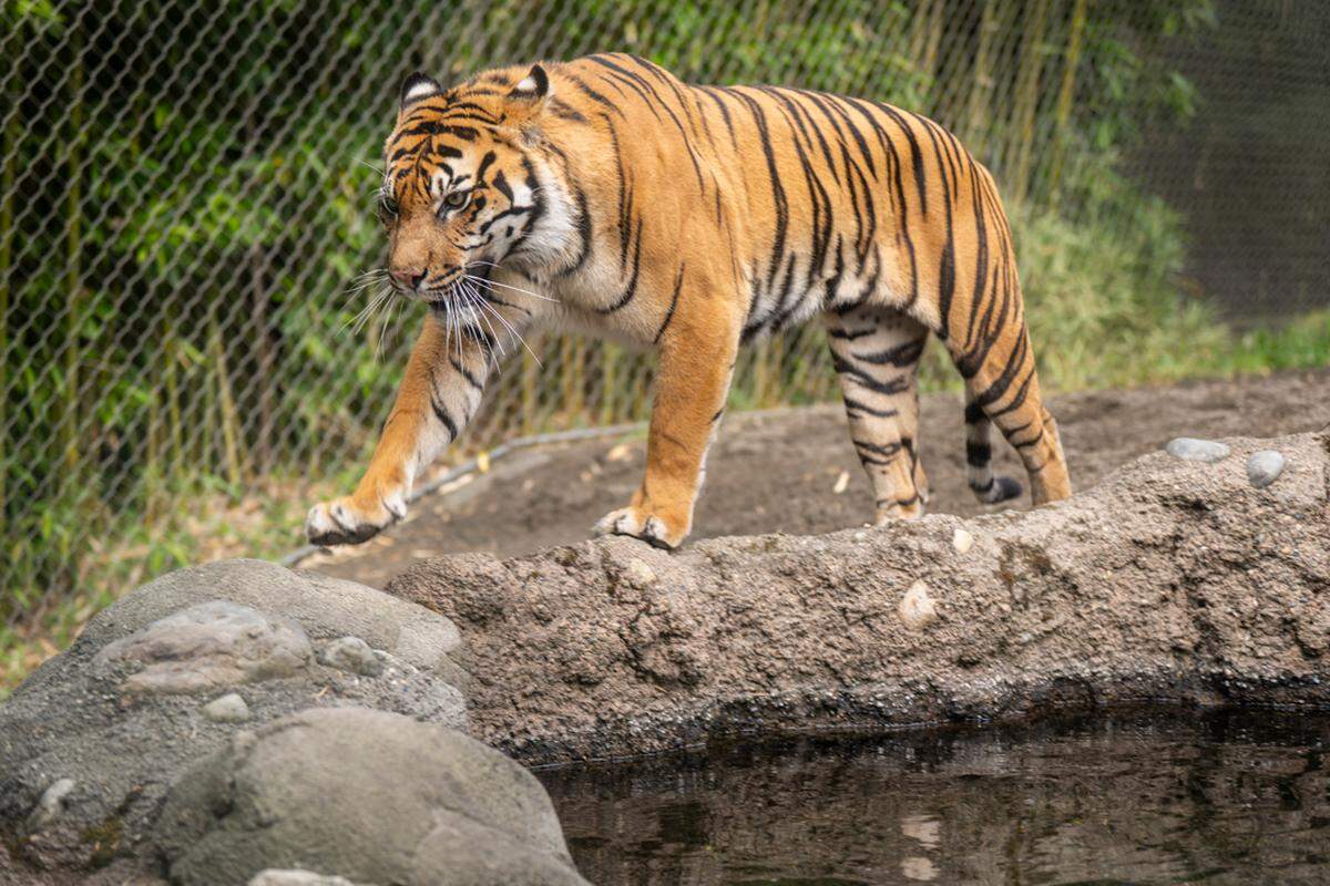Mawar, the new Sumatran tiger at Point Defiance Zoo, is set to make her debut on Sept. 6. She flew here on a FedEx plane all the way from Australia.