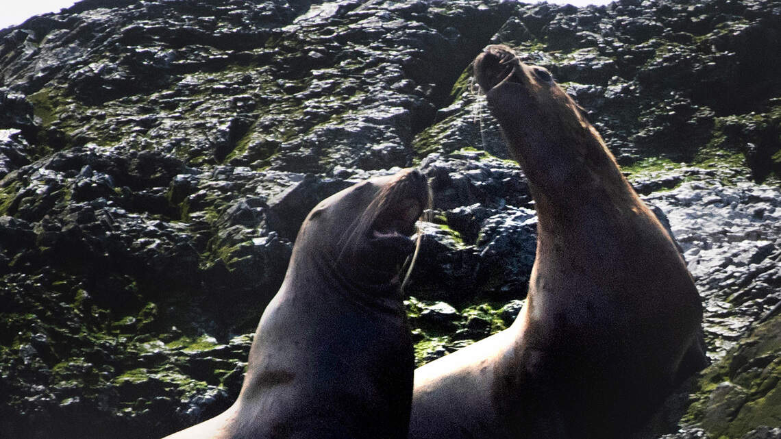Support salmon recovery options that don’t involve killing predators | Opinion