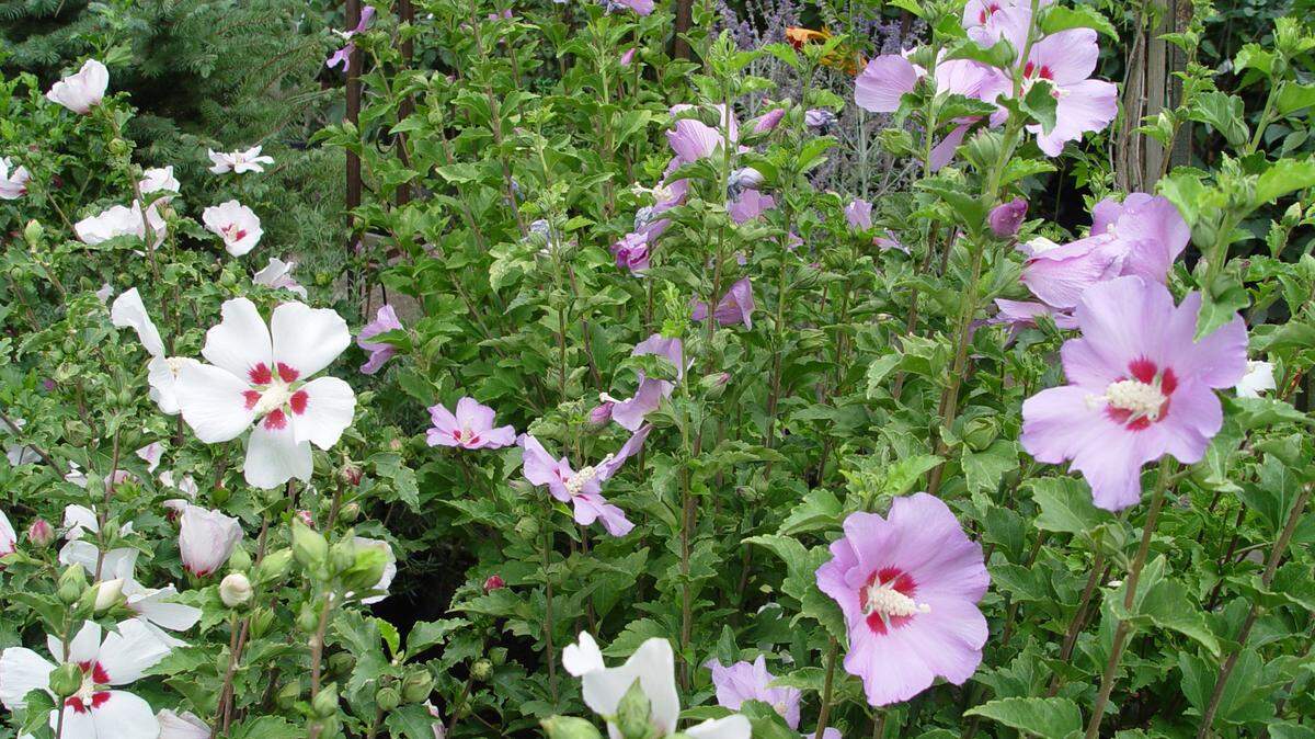 Surprisingly drought resistant, Hibiscus syriacus hybrids, offer old-fashioned cottage garden beauty.