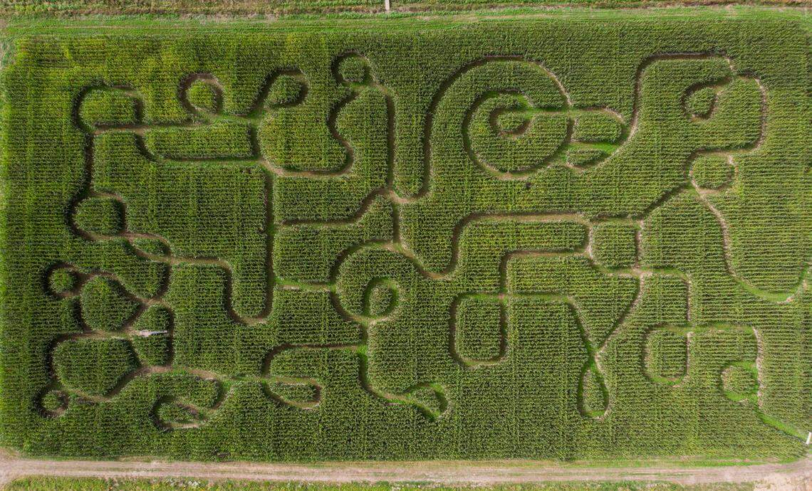 The corn maze is filled with dead ends and turns at Double R Farms, on Thursday, Sept. 26, 2024, in Puyallup.