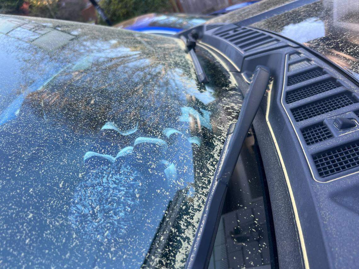 Pollen collecting on a car windshield in Gig Harbor.
