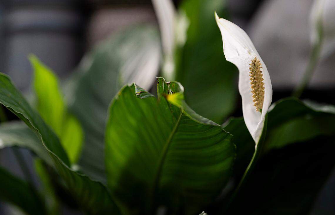 Peace lily or spathiphyllum at Watson’s Greenhouse and Nursery, on Friday, April 19, 2024, in Puyallup, Wash.The peace lily is good for offices with some light.