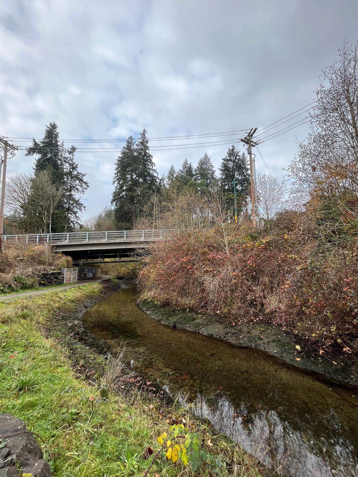 Salmon are late returning to Donkey Creek in Gig Harbor.