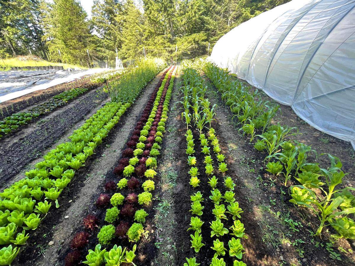 Wildwood Hollow Farm is opening their second location to bring the Key Peninsula fresh produce, poultry, eggs, and goods.