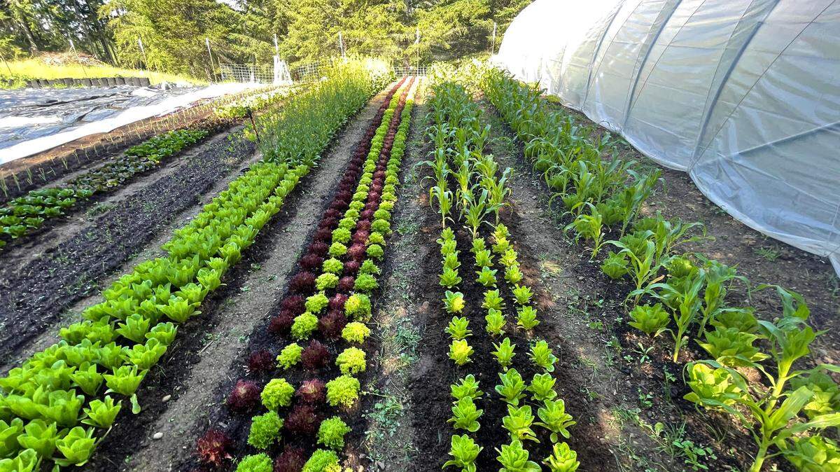 Wildwood Hollow Farm is opening their second location to bring the Key Peninsula fresh produce, poultry, eggs, and goods.