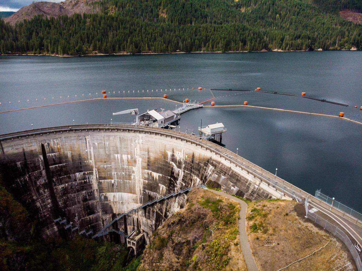 The floating juvenile fish collection facility is seen in Lake Cushman connected to the Cushman Dam No. 1. The facility uses flowing water to collect sockeye and other fish and help sort them. Sockeye ready to swim to the ocean are then loaded into a holding tank and shuttled down to Cushman Dam No. 2 where they are released into the North Fork Skokomish River. Younger sockeye are returned to the lake. Photographed near Hoodsport, Wash., on Wednesday, Sept. 12, 2018.