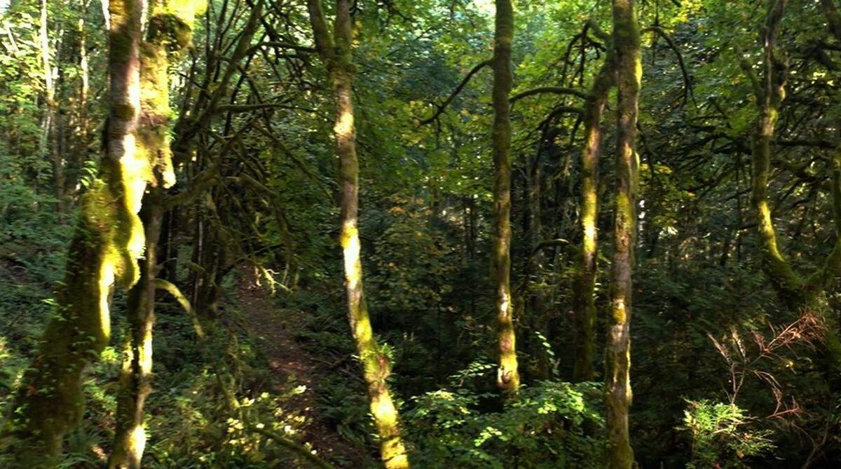 “The property has never been built on, so large natural cedars, maples, firs, and pines are unaltered, there is an existing primitive road/trail,” Mayor Kit Kuhn wrote on the city’s blog.