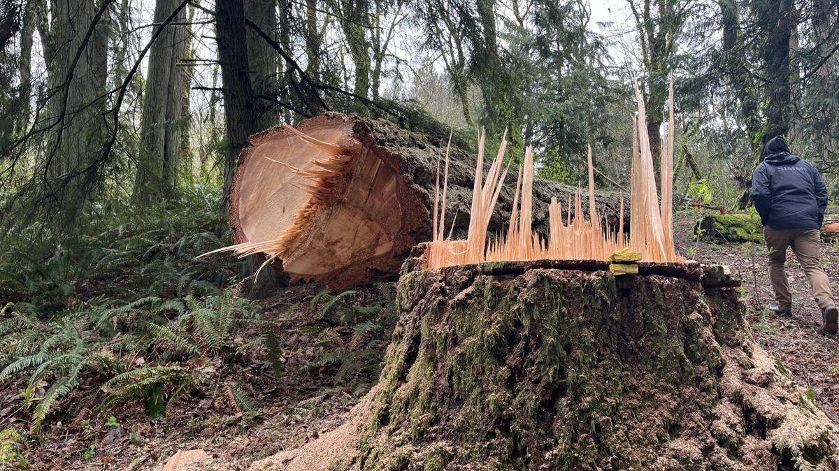 Vandals in recent months used chainsaws to damage trees near the trail at the Puyallup Fish Hatchery, the Washington Department of Fish and Wildlife Police posted on social media Feb. 11, 2025. WDFW said many of the trees are between 50 and 200 years old.