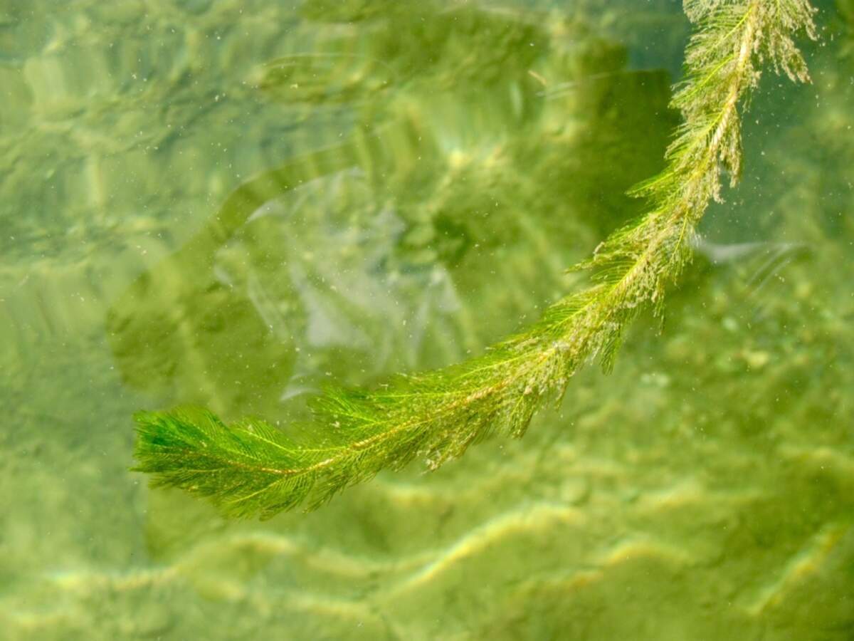 Milfoil is a submersed aquatic plant with feather-like leaves attached to a main stem. It is native to Europe, Asia and northern Africa. It can quickly grow and spread. It can interfere with recreational activities and block sunlight from other underwater species.
