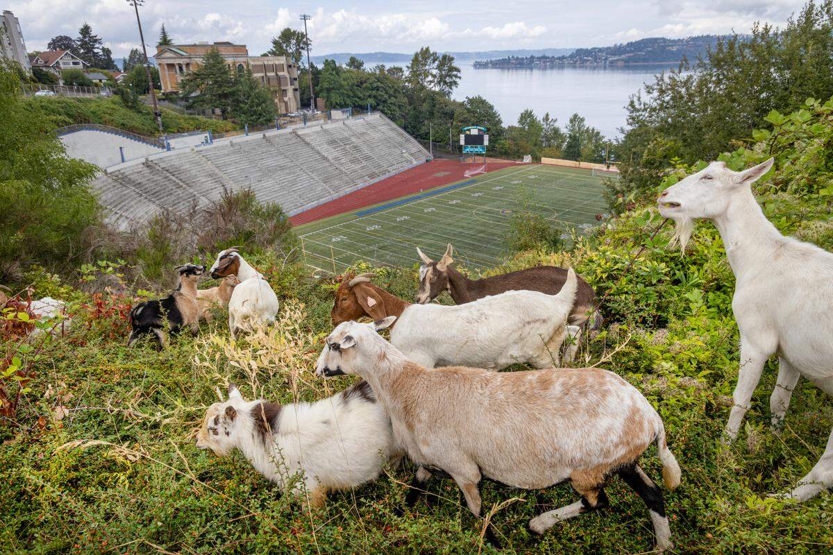 Evergreen Goat Rentals Brush Cleaning was contracted to help remove weeds, blackberries and unwanted brush on the south end of historic Stadium Bowl at Stadium High School. The goats began their approximately two-week assignment on Tuesday, Aug. 20.