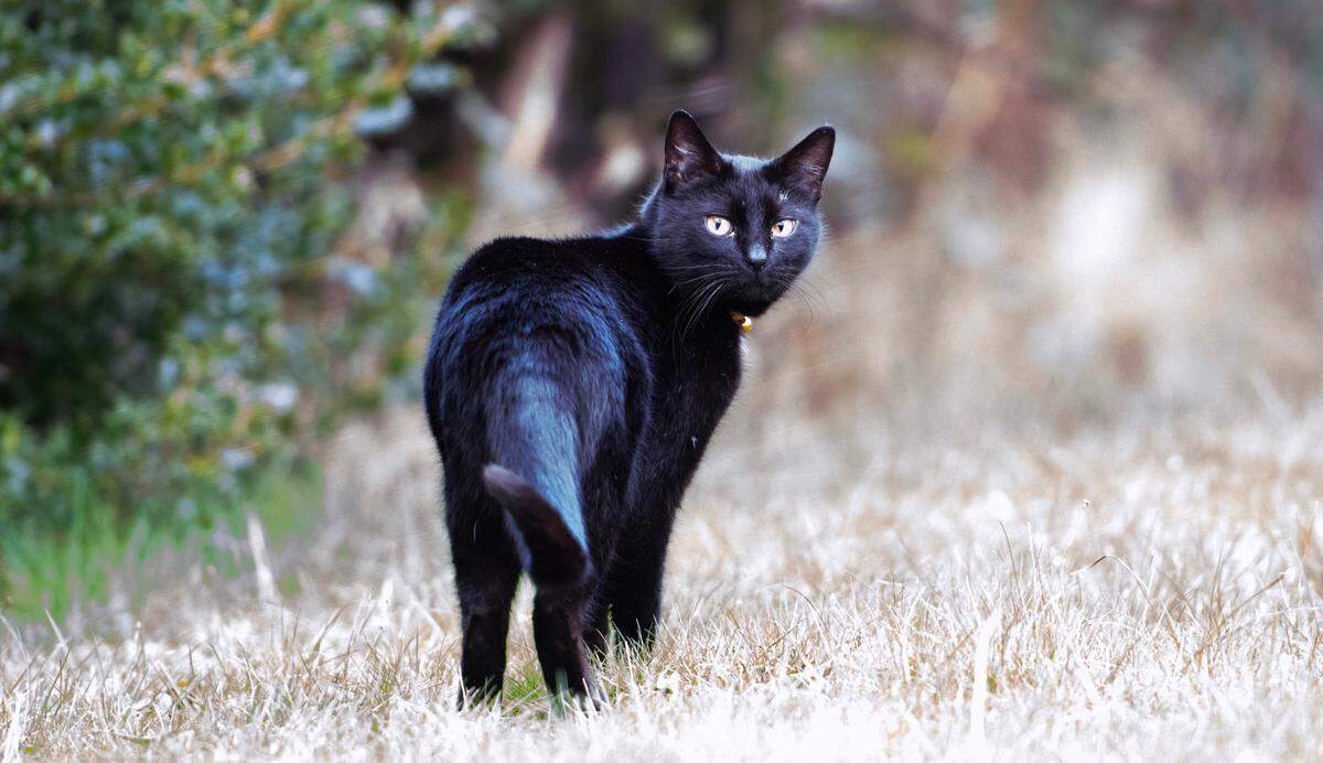 Coalie the cat heads out from his home in Tacoma, Washington, on Tuesday, Feb. 20, 2024. Coalie was reunited with his family after being missing for more than three years when he was found on the Key Peninsula.
