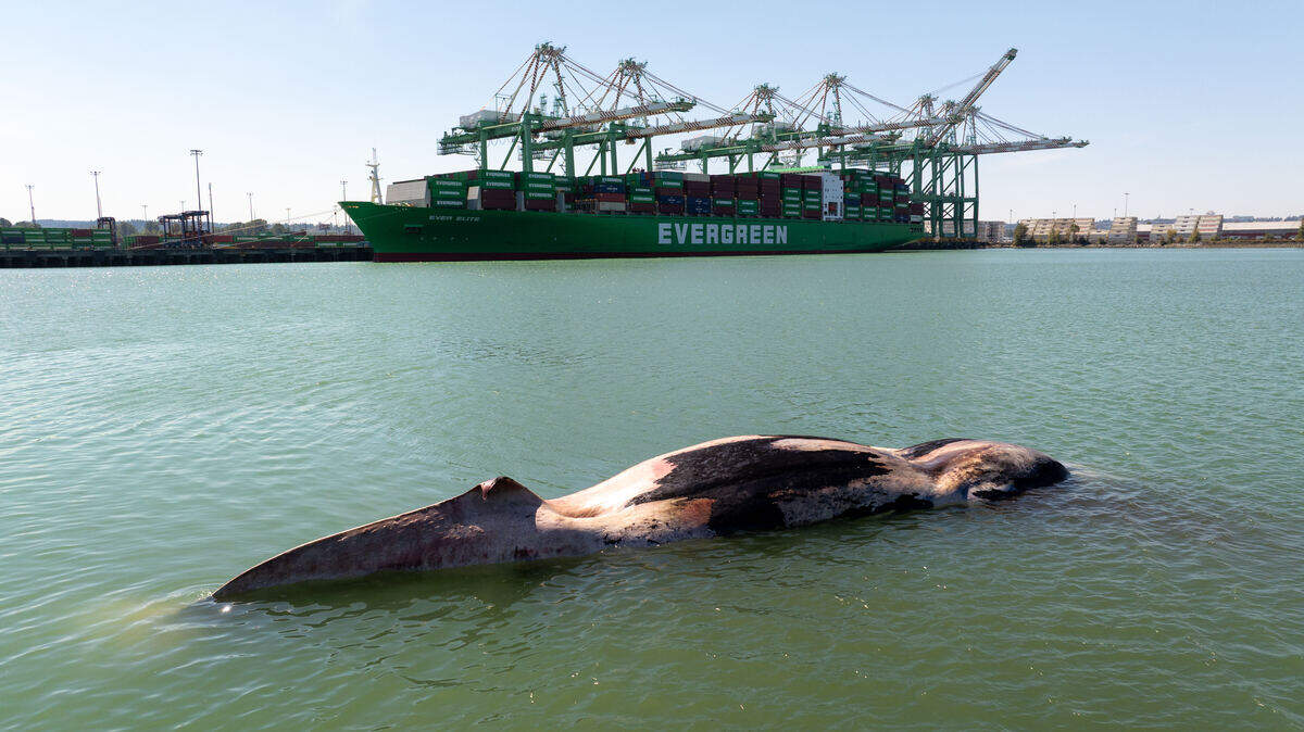 Dead whale found in Port of Tacoma prompts investigation | Tacoma News ...