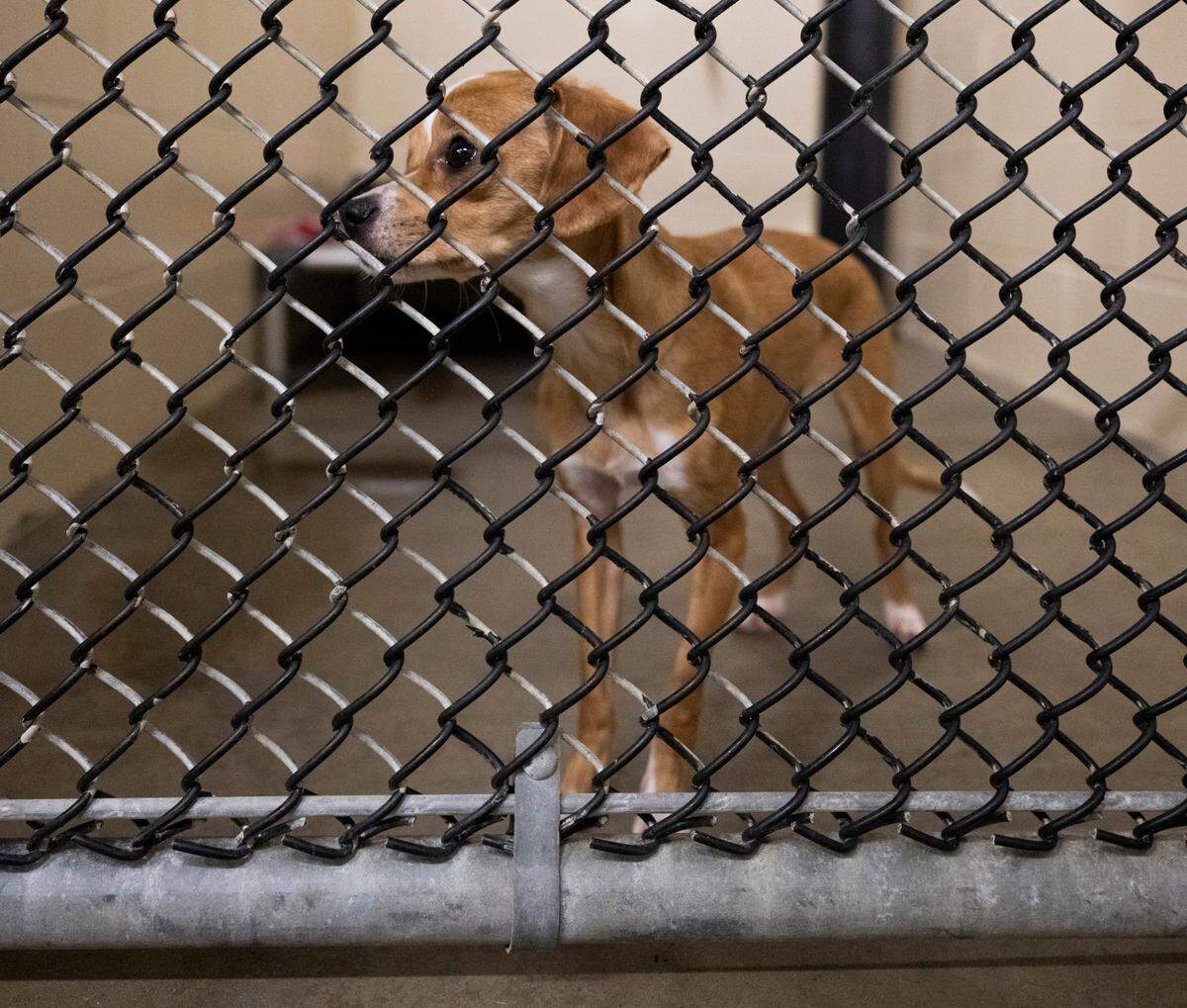 Laika is one of the adoptable pooches at Metro Animal Services, on Thursday, April 10, 2025, in Puyallup, Wash.