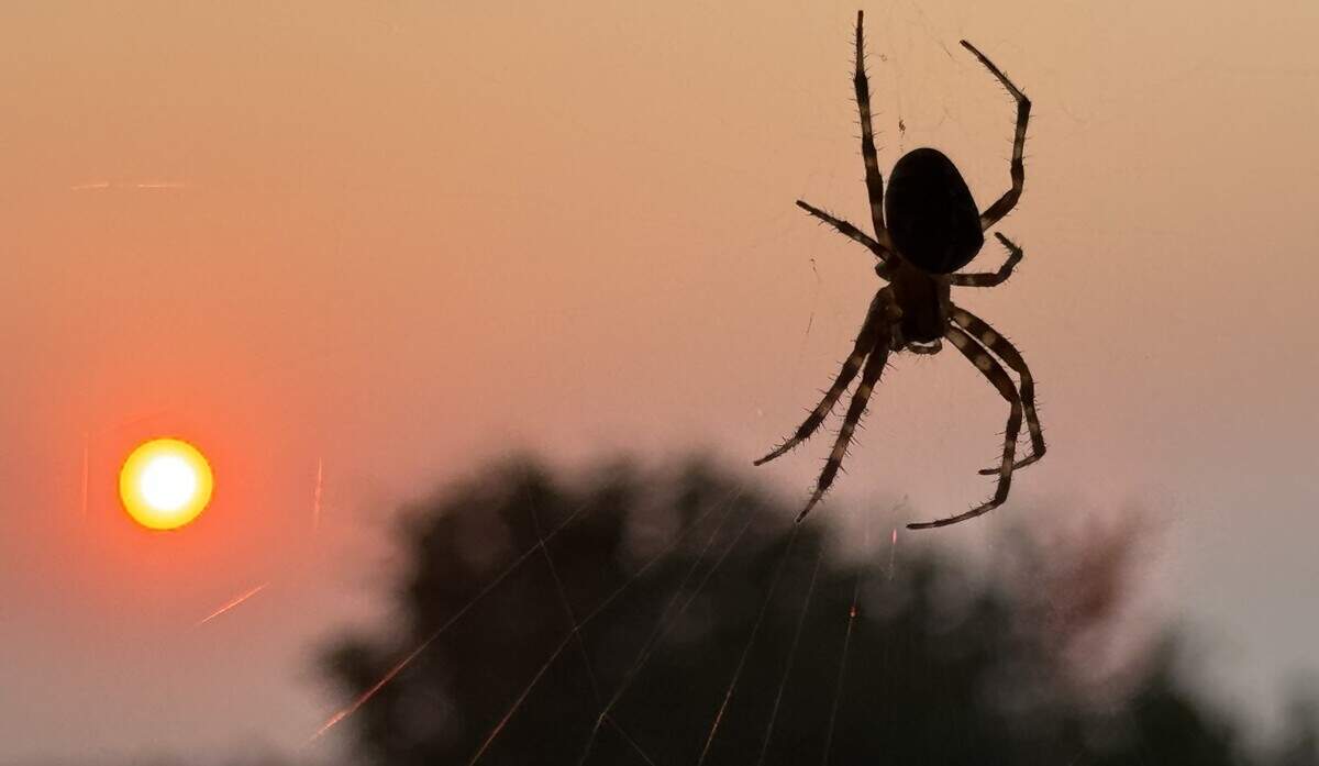 A spider tends to its web as a smoky sun rises over Tacoma as seen from the city’s North End on Friday morning.
