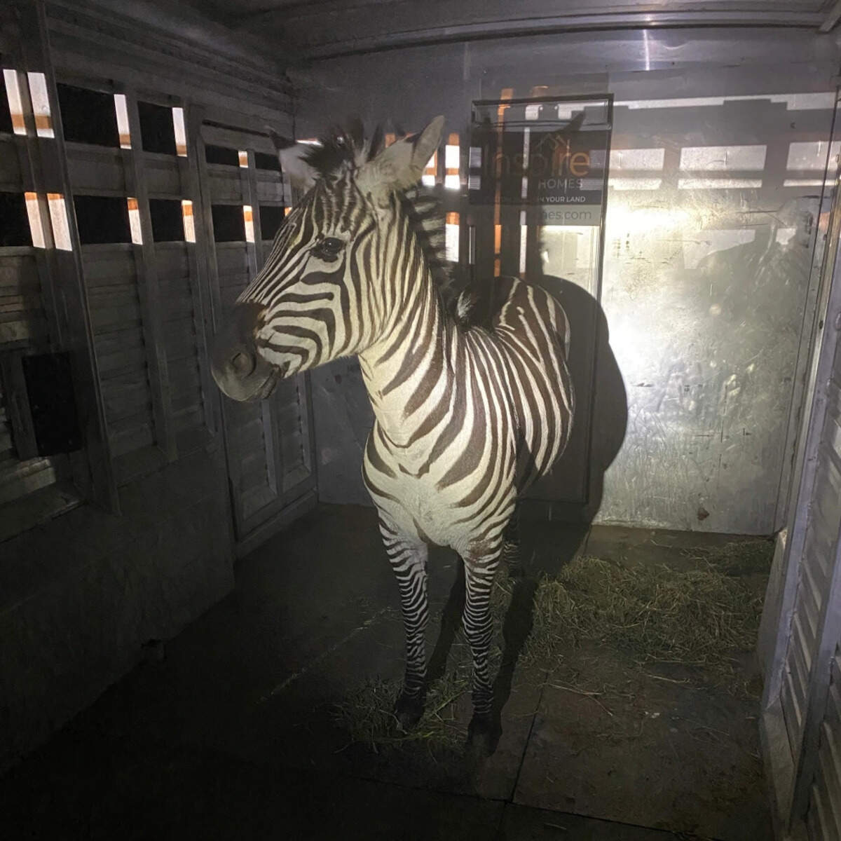 The Regional Animal Services of King County and private citizens captured the last of four zebras Friday evening in the Riverbend neighborhood. The zebras got loose April 28 near Exit 32 and I-90 in the North Bend area when the driver stopped to secure the trailer hauling them.