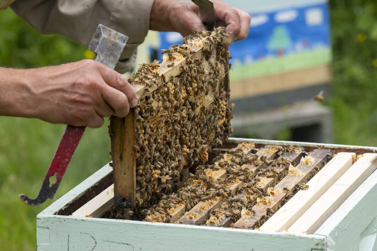 Rick Samyn lifts frames out a beehive to look for signs of health in the bees, such as eggs and larvae, on Thursday, June 25, 2026, at an apiary with L'Arche Tahoma Hope Farms in Tacoma, Wash.