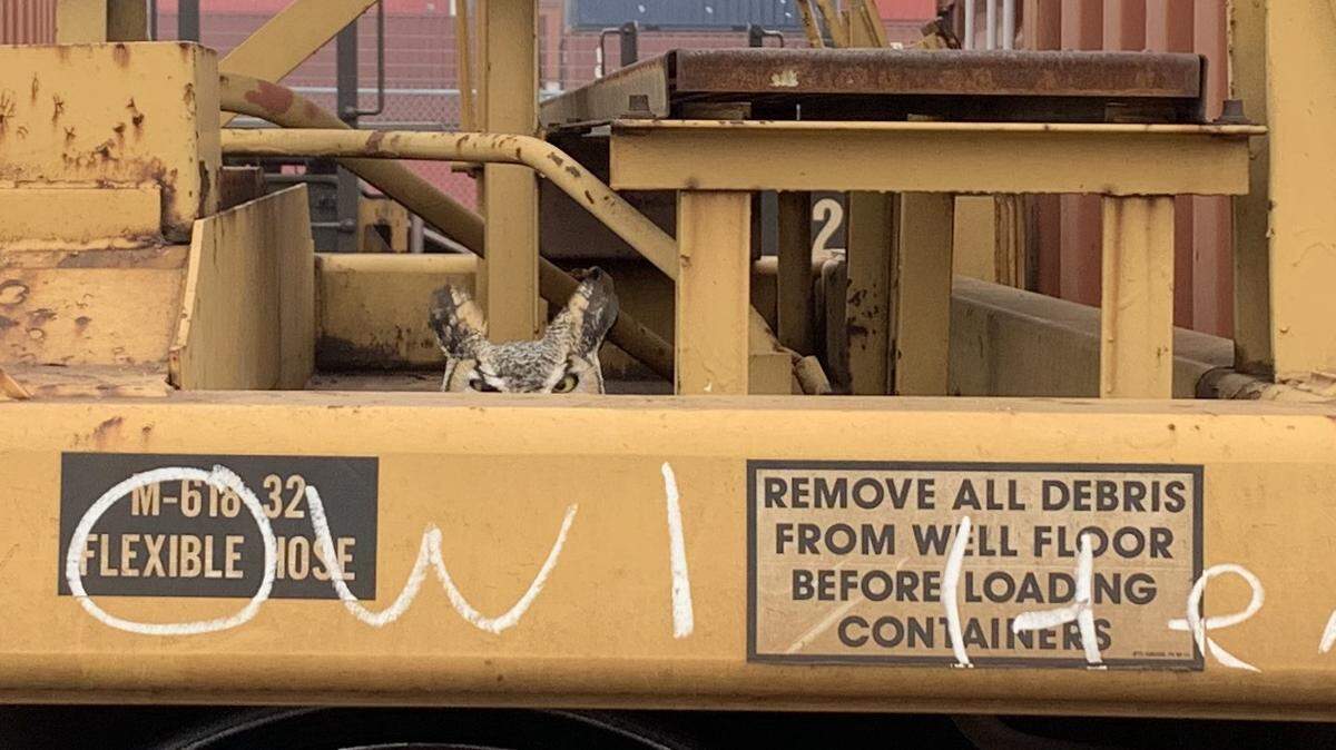 Nimh the owl as he was found resting on a rail car at the Port of Tacoma in September.