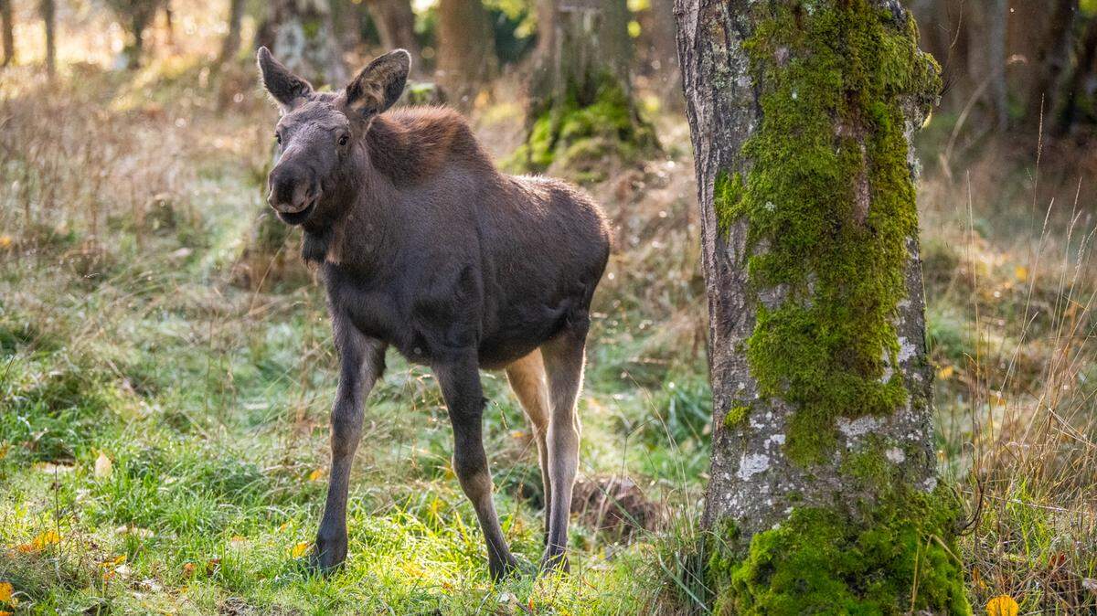 Birch, a 5-month-old moose calf, making his public debut at Northwest Trek Wildlife Park.